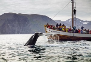 Walvis spotten IJsland